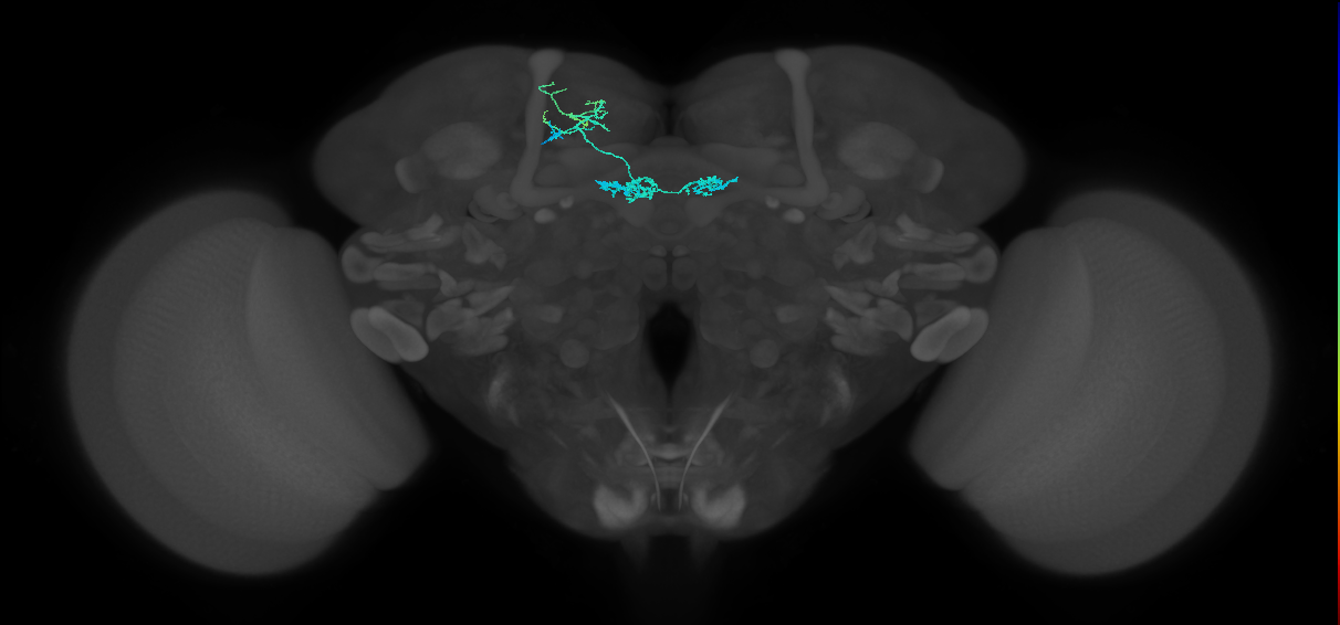 PAM02(B&bsol;'2a)_L (FlyEM-HB:5812982727)