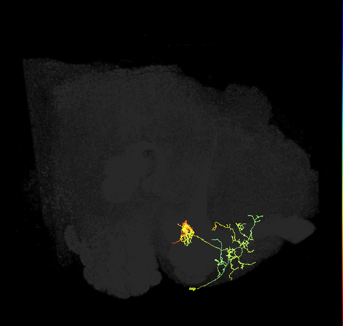 PAM02(B&bsol;'2a)_R (FlyEM-HB:1203066201)