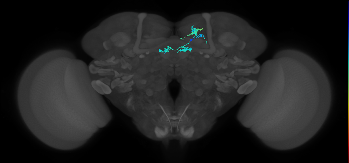PAM02(B&bsol;'2a)_R (FlyEM-HB:1203066201)