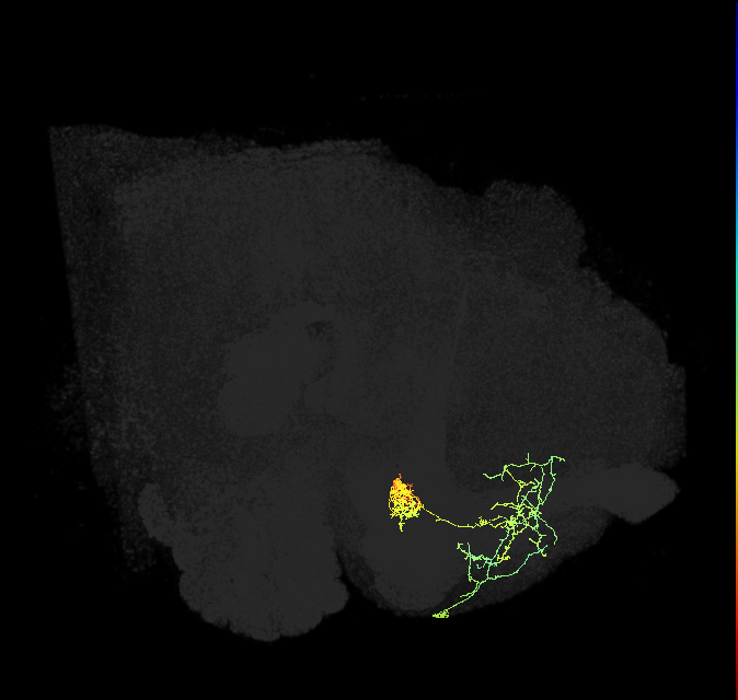 PAM02(B&bsol;'2a)_R (FlyEM-HB:1110298200)