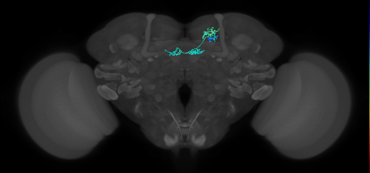 PAM02(B&bsol;'2a)_R (FlyEM-HB:1110298200)