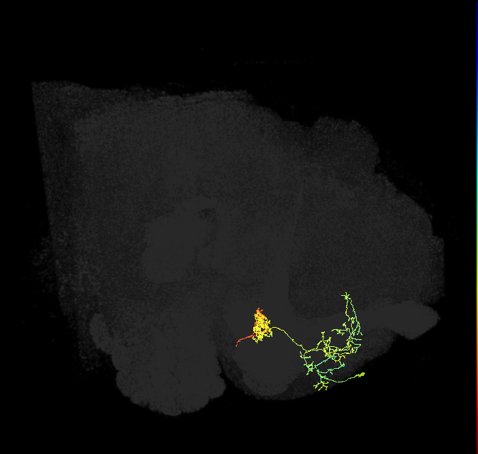 PAM02(B&bsol;'2a)_R (FlyEM-HB:737167616)