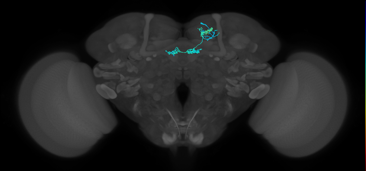 PAM02(B&bsol;'2a)_R (FlyEM-HB:737167616)