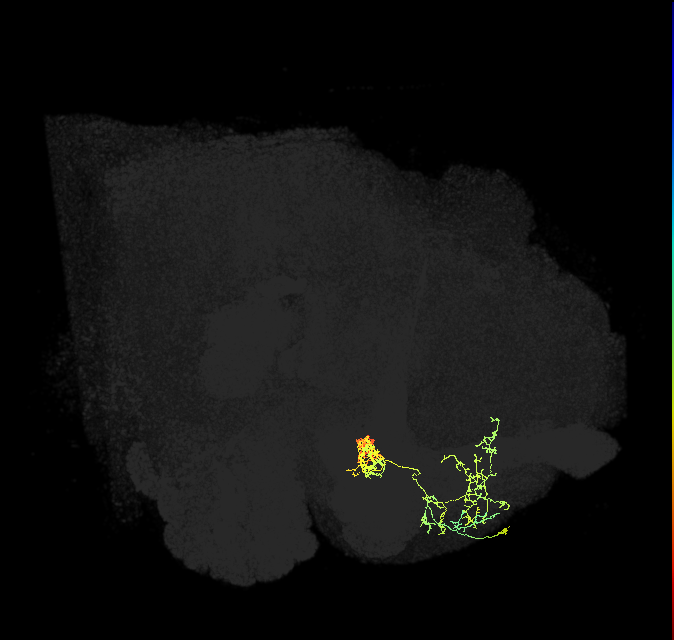PAM02(B&bsol;'2a)_R (FlyEM-HB:1295501882)
