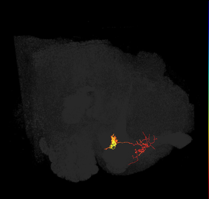 PAM02(B&bsol;'2a)_L (FlyEM-HB:1202462198)