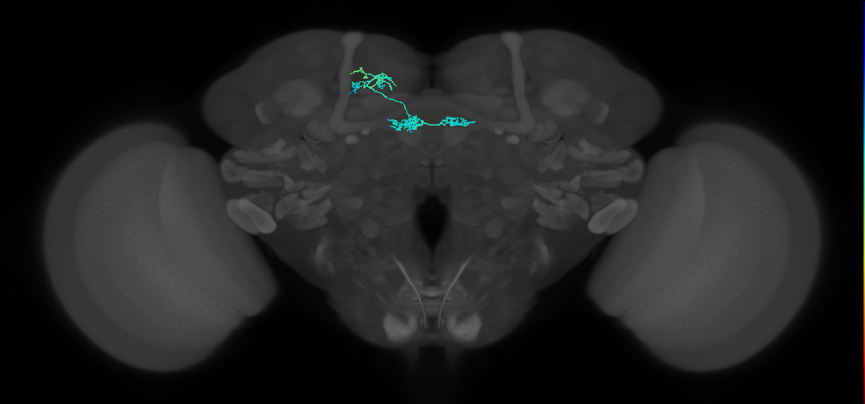 PAM02(B&bsol;'2a)_L (FlyEM-HB:1202462198)