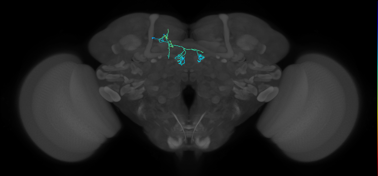 PAM03(B2B&bsol;'2a)_L (FlyEM-HB:1263832477)