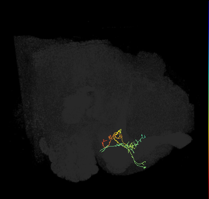 PAM03(B2B&bsol;'2a)_R (FlyEM-HB:1050585709)