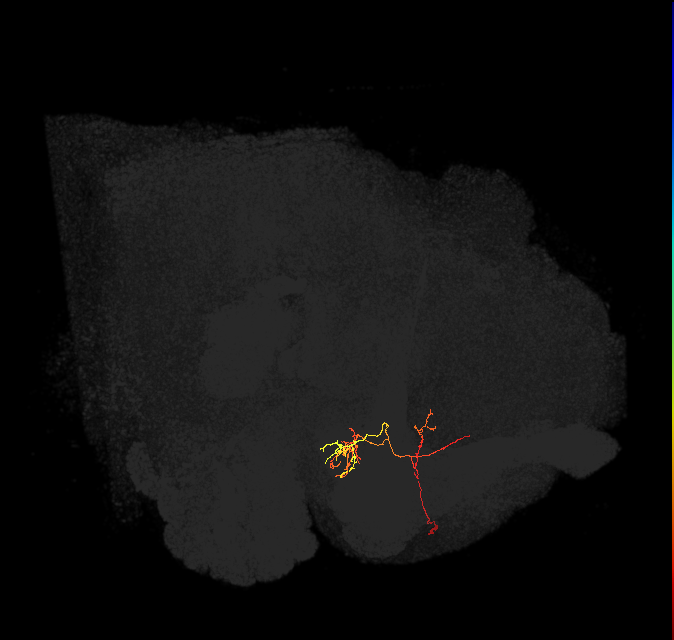dopaminergic PAM neuron 3