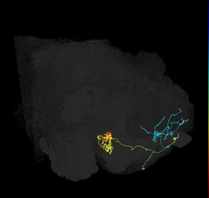 PAM04_a(B2)_R (FlyEM-HB:1140996390)