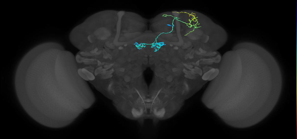 PAM04_a(B2)_R (FlyEM-HB:1140996390)