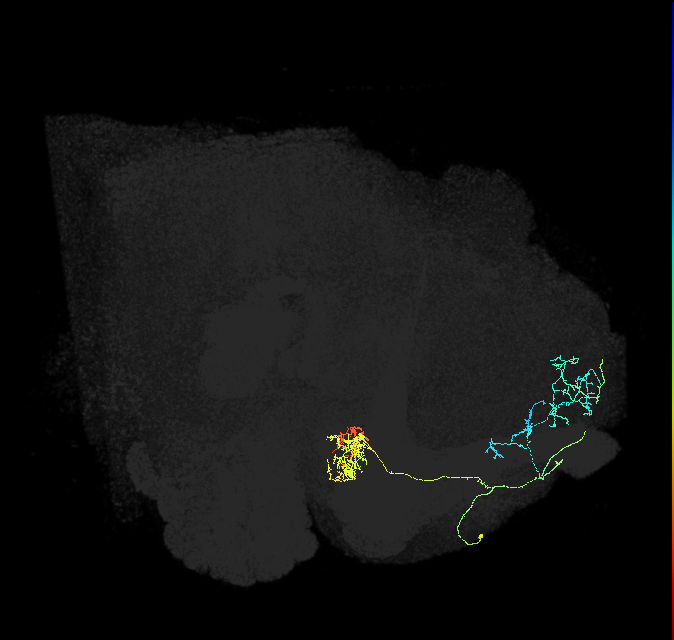 PAM04_a(B2)_R (FlyEM-HB:800264315)