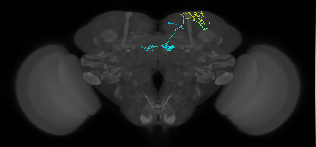 PAM04_a(B2)_R (FlyEM-HB:800264315)