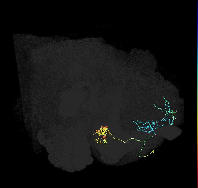 PAM04_a(B2)_R (FlyEM-HB:1141328881)