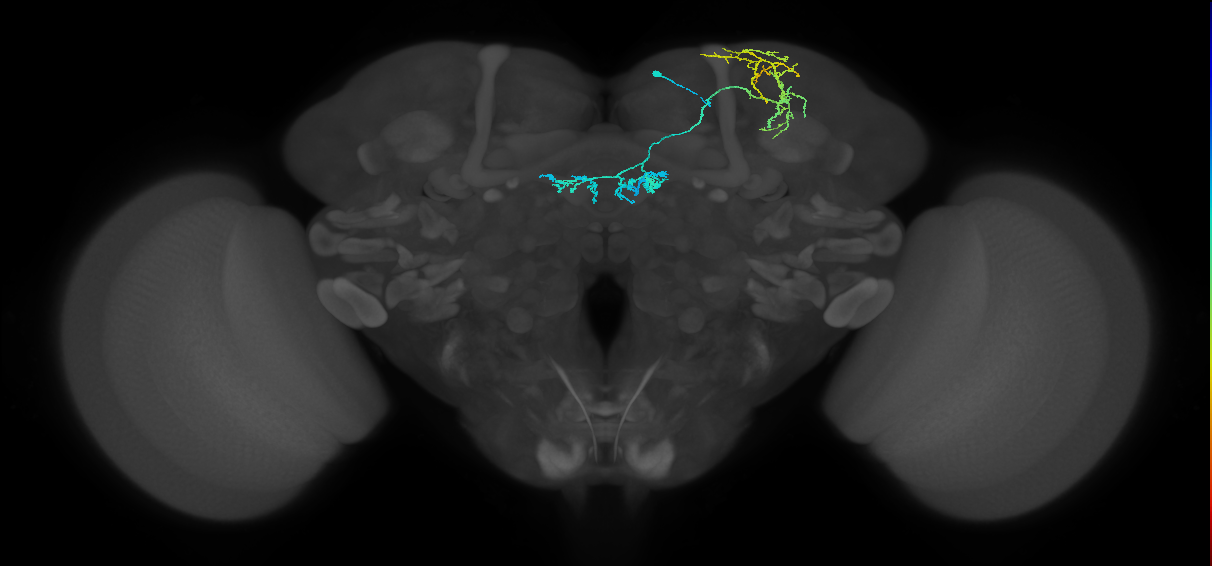 PAM04_a(B2)_R (FlyEM-HB:1141328881)