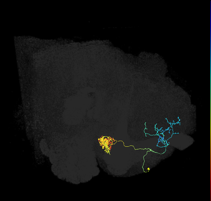 PAM04_a(B2)_R (FlyEM-HB:923726321)