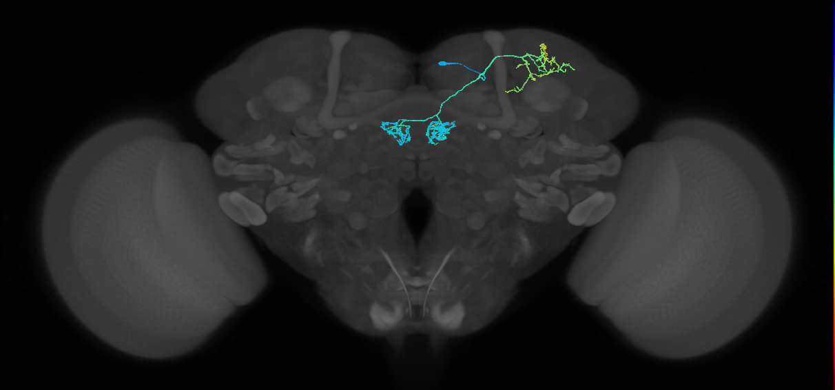 PAM04_a(B2)_R (FlyEM-HB:923726321)