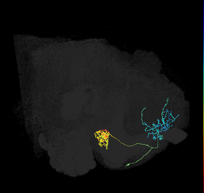 PAM04_a(B2)_R (FlyEM-HB:1203066222)