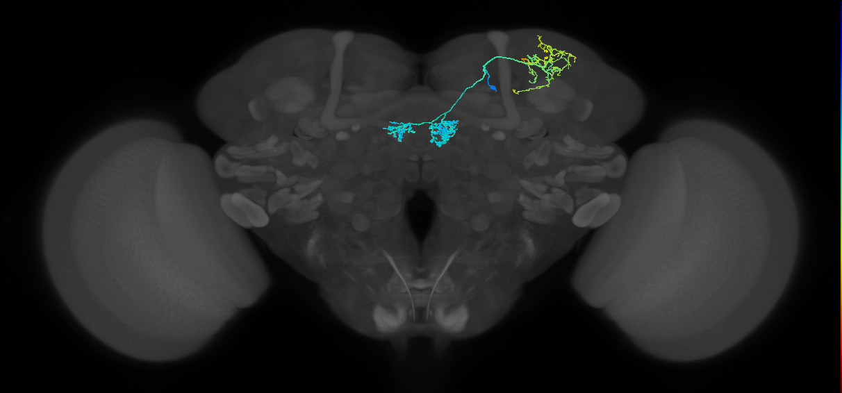 PAM04_a(B2)_R (FlyEM-HB:1203066222)