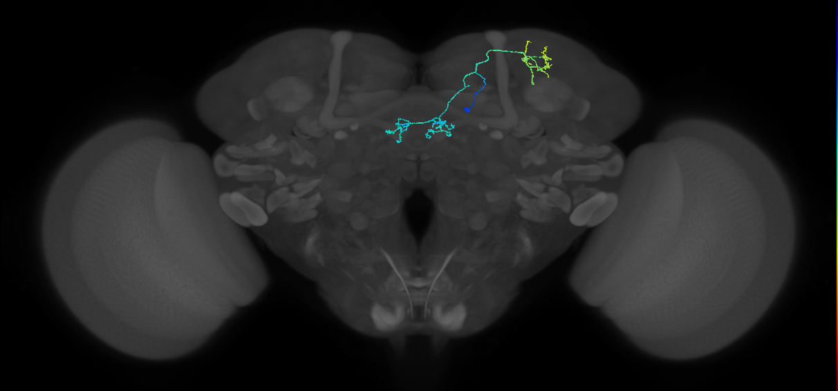 PAM04_a(B2)_R (FlyEM-HB:422682603)