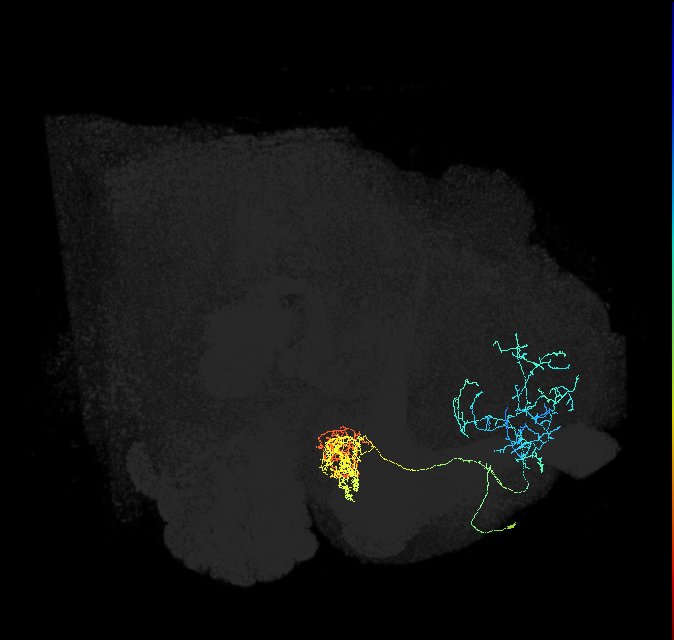 PAM04_a(B2)_R (FlyEM-HB:1047183897)