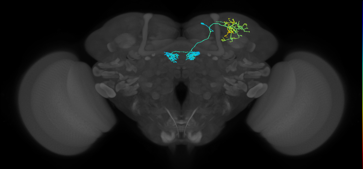 PAM04_a(B2)_R (FlyEM-HB:1047183897)