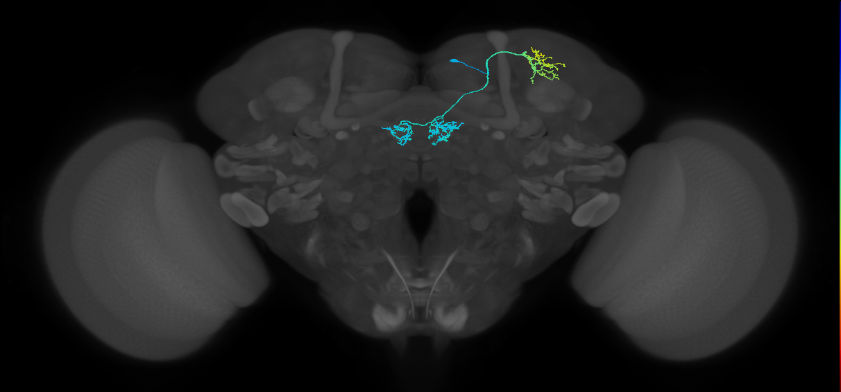 PAM04_a(B2)_R (FlyEM-HB:1419019956)