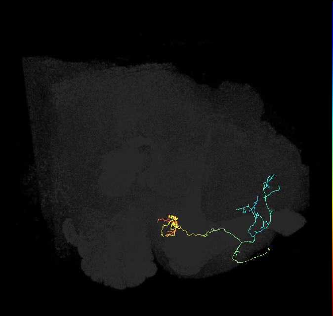 PAM04_a(B2)_R (FlyEM-HB:612638791)