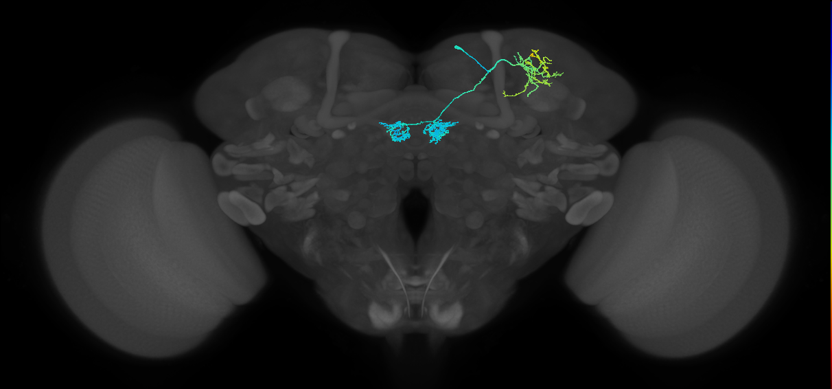 PAM04_a(B2)_R (FlyEM-HB:1203066401)