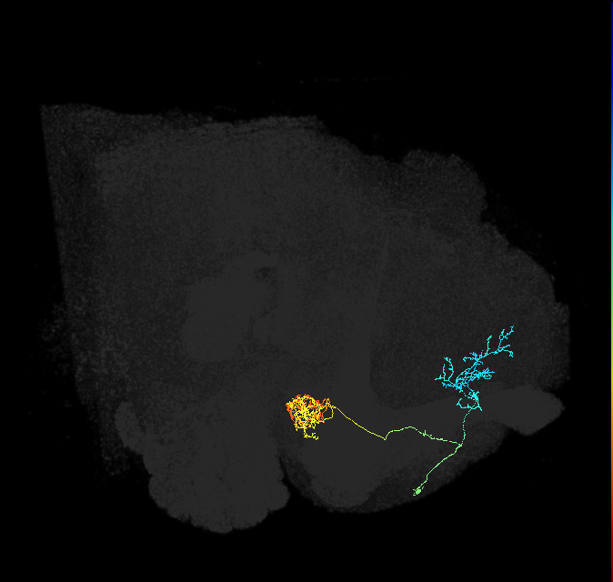 PAM04_a(B2)_R (FlyEM-HB:1141329053)