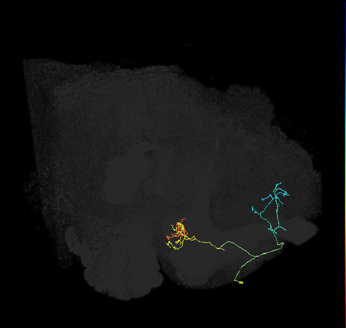 PAM04_a(B2)_R (FlyEM-HB:645090294)