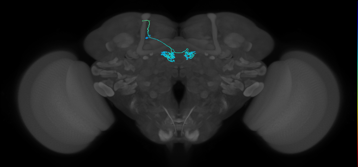 PAM04_a(B2)_L (FlyEM-HB:551790504)