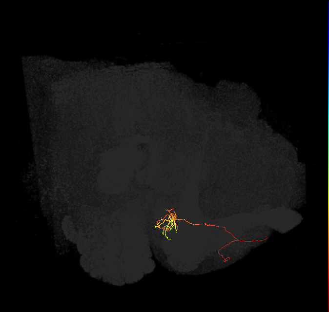 PAM04_a(B2)_L (FlyEM-HB:707647321)
