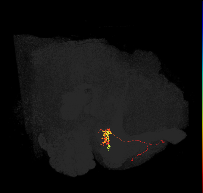 PAM04_a(B2)_L (FlyEM-HB:582139830)