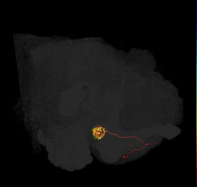 PAM04_a(B2)_L (FlyEM-HB:1140750808)