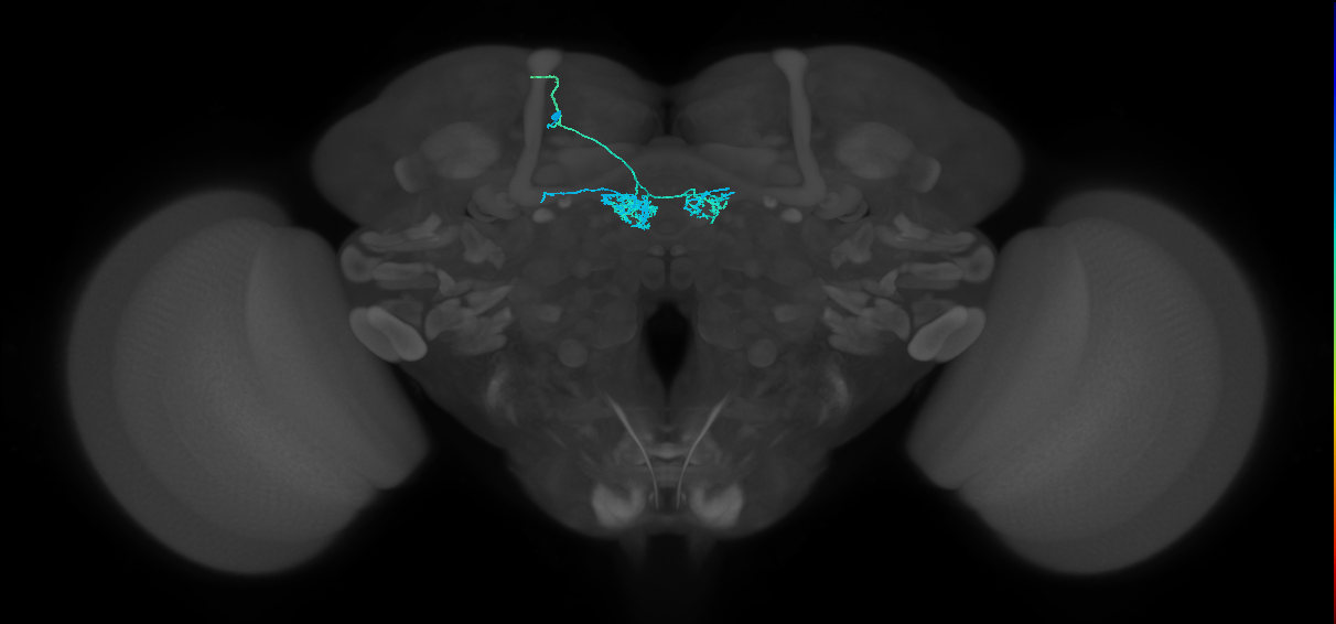PAM04_a(B2)_L (FlyEM-HB:551790913)