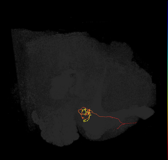 PAM04_a(B2)_L (FlyEM-HB:800743420)