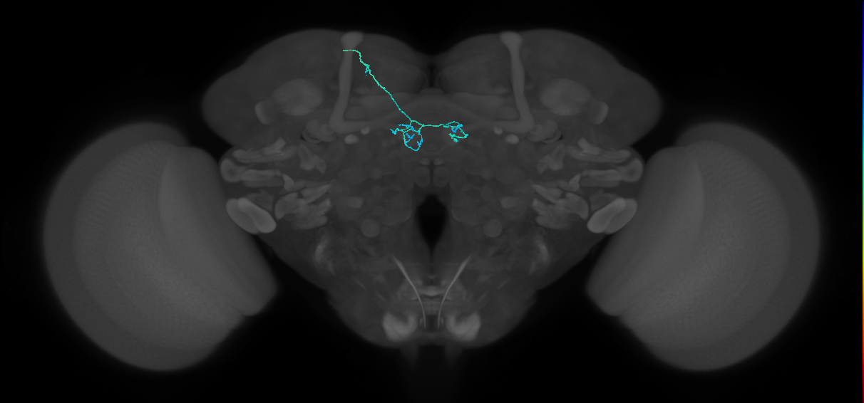 PAM04_a(B2)_L (FlyEM-HB:800743420)