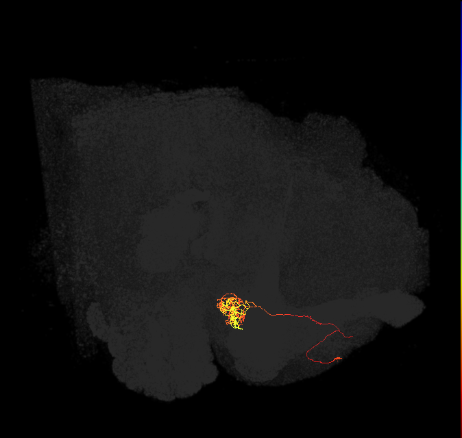 PAM04_a(B2)_L (FlyEM-HB:707660374)
