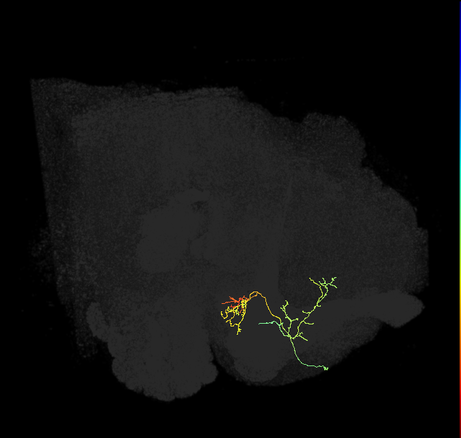 mushroom body medial lobe arborizing neuron 8