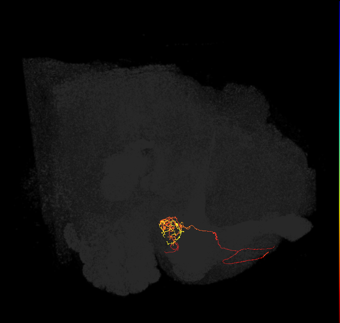 PAM04_a(B2)_L (FlyEM-HB:676612729)