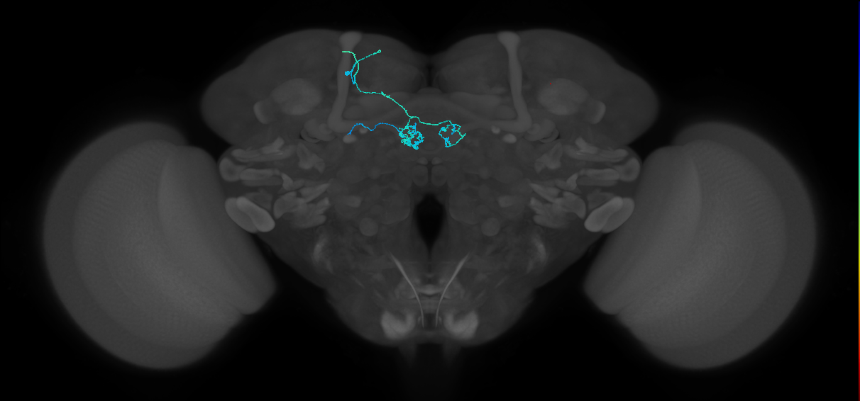 PAM04_a(B2)_L (FlyEM-HB:676612729)