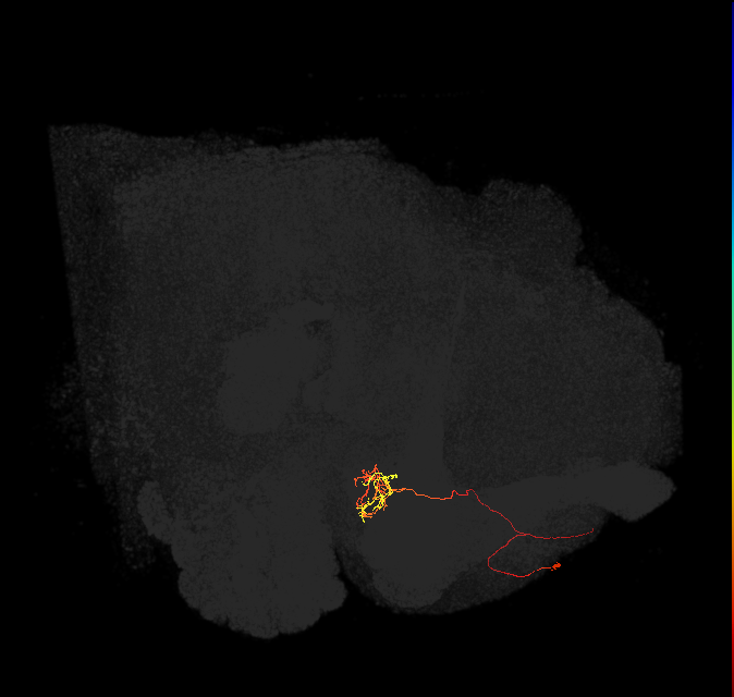 PAM04_a(B2)_L (FlyEM-HB:583175492)