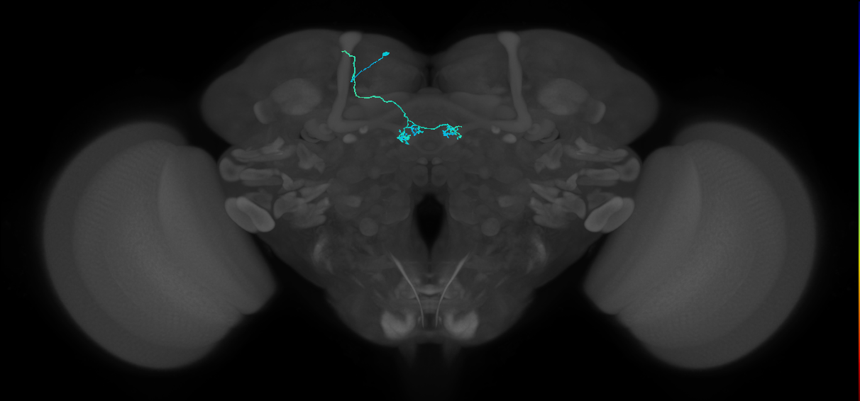 PAM04_a(B2)_L (FlyEM-HB:583175492)
