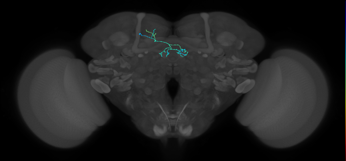 PAM04_a(B2)_L (FlyEM-HB:1079707882)