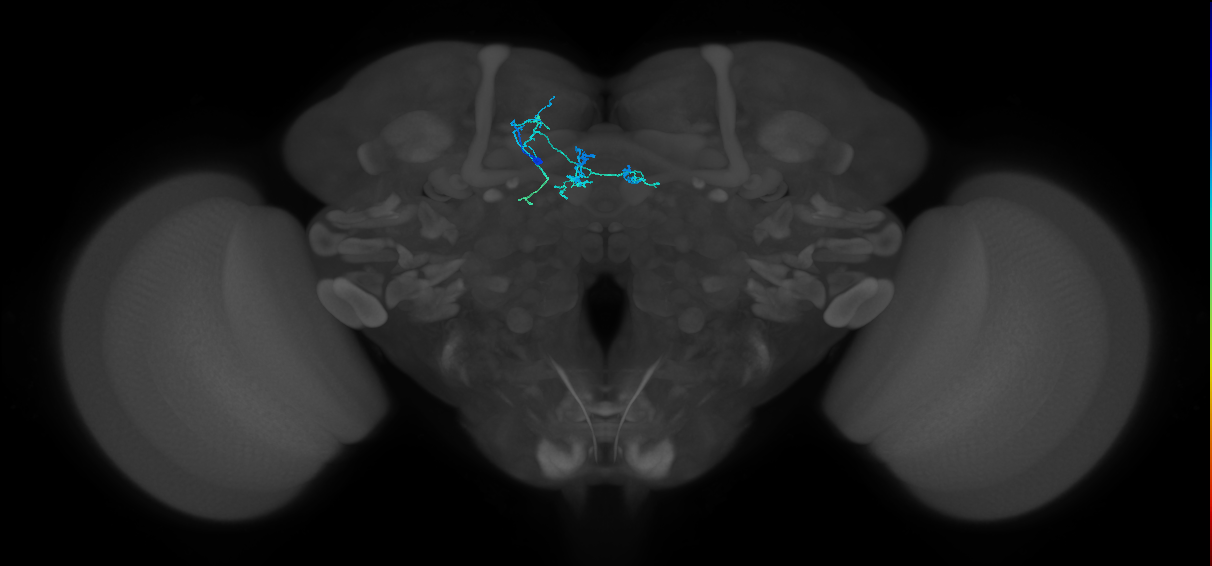PAM04_b(B2)(ADM02)_L (FlyEM-HB:1295225451)