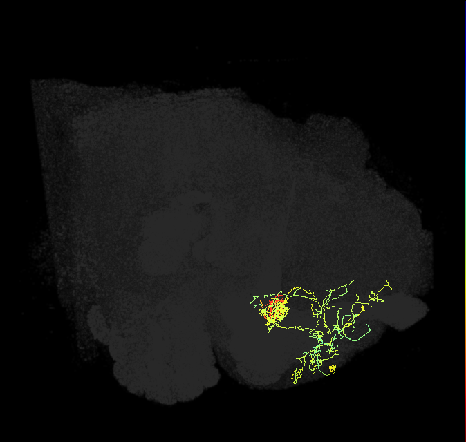 PAM05(B&bsol;'2p)_R (FlyEM-HB:1169993905)