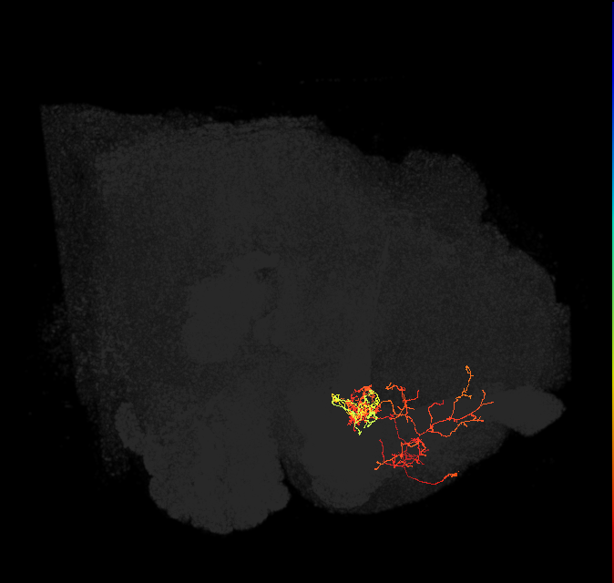 PAM05(B&bsol;'2p)_L (FlyEM-HB:5813069965)