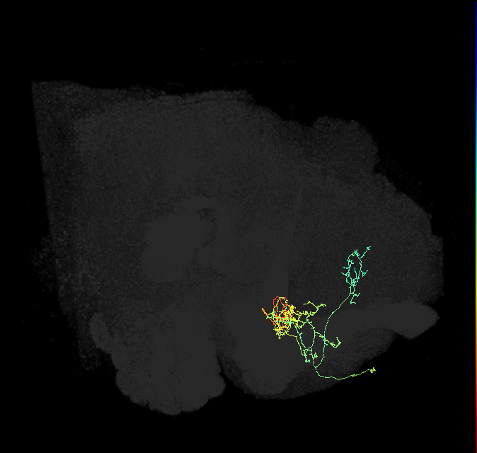 PAM05(B&bsol;'2p)_R (FlyEM-HB:5812982120)