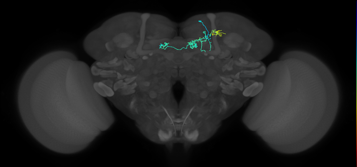 PAM05(B&bsol;'2p)_R (FlyEM-HB:5812982120)